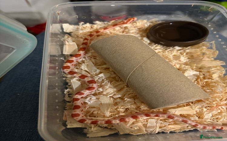 Corn Snake reptiles - Advert 1