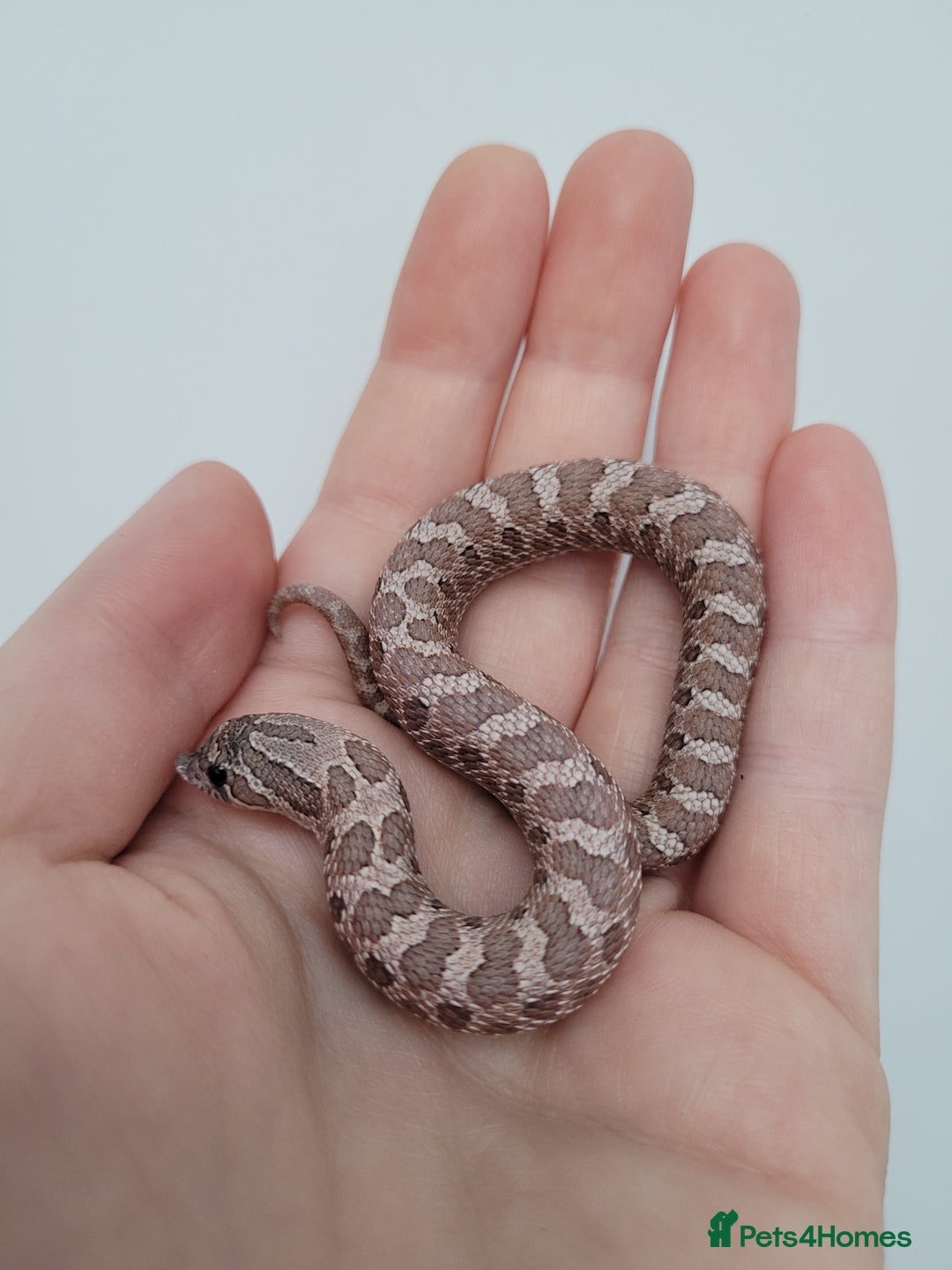 Snake reptiles for sale: Western Hognose babies From £100 - Advert 6