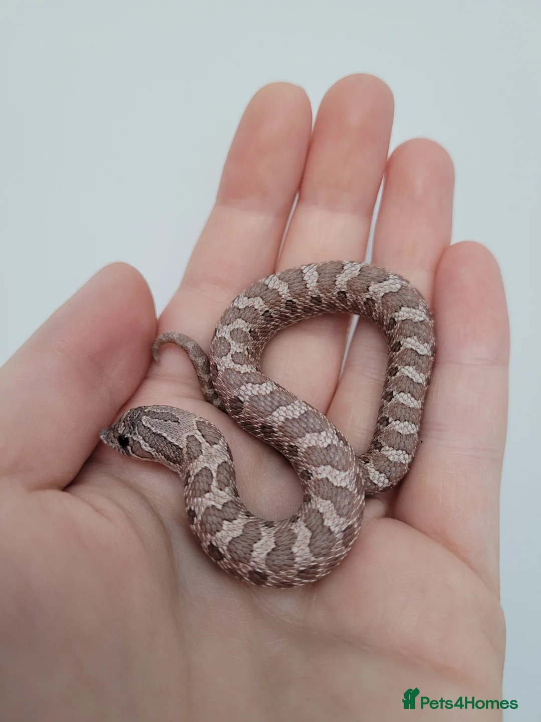 Snake reptiles for sale: Western Hognose babies From £100 - Advert 6