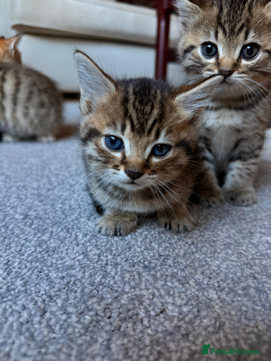 Mixed Breed cats for sale: Beautiful Ragdoll Bengal Cross Kittens - Advert 26