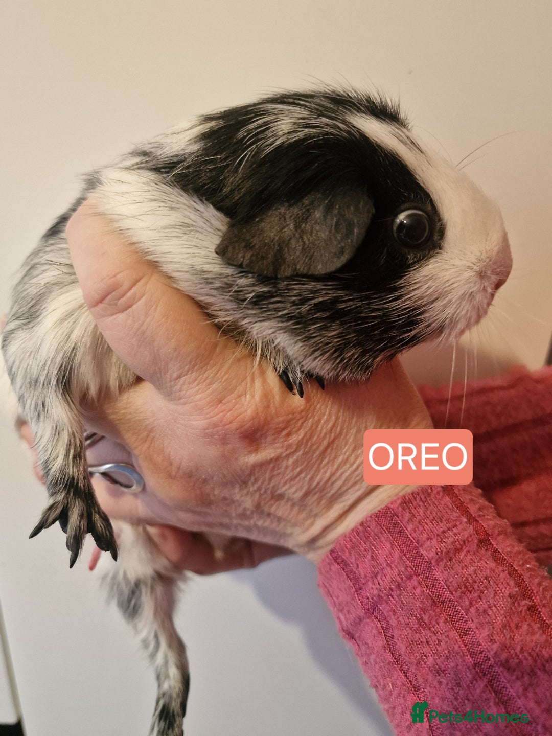 Guinea Pig rodents for sale: Female guinea pigs  - Advert 5