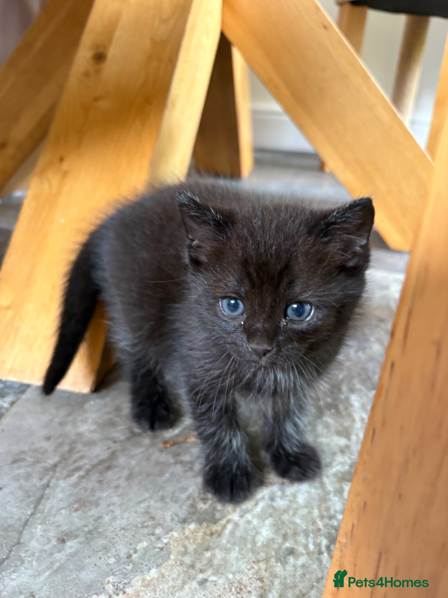 Mixed Breed cats Ragdoll x Russian Blue Kittens - Advert 2