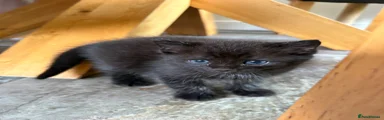 Mixed Breed Kitten 2