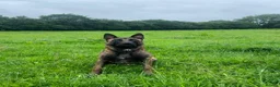 Belgian Shepherd Dog dogs for sale: Exceptional 3yrs Belgian Malinois - Clean X-Rays  - Advert 1
