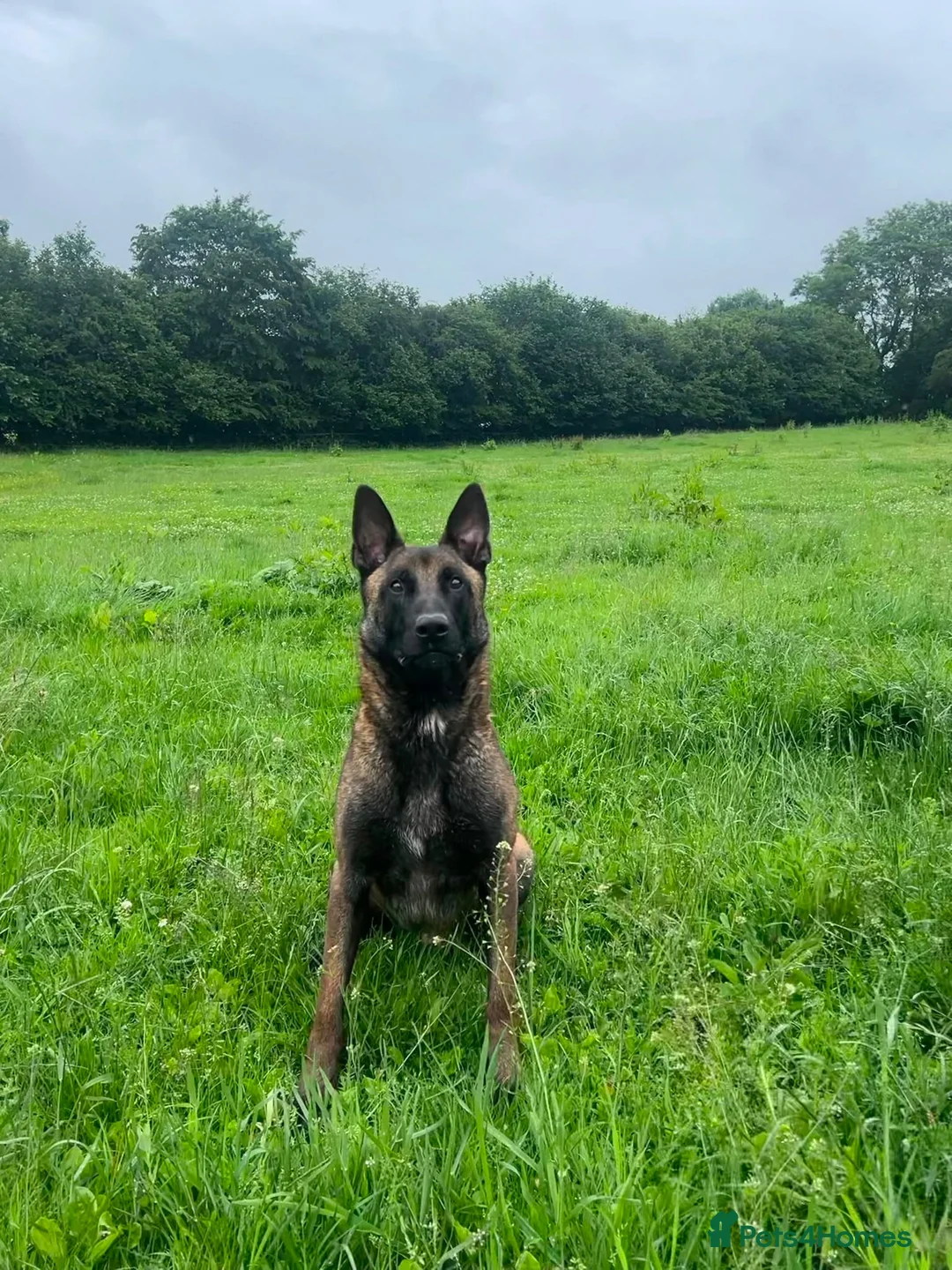 Belgian Shepherd Dog dogs for sale: Exceptional 3yrs Belgian Malinois - Clean X-Rays  - Advert 1
