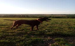 Mixed Breed dogs for sale: 4 year old male Vizlador - Advert 5
