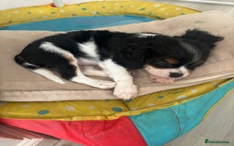 Cavalier King Charles Spaniel dogs for sale: 2 beautiful cavalier King Charles  - Image 12