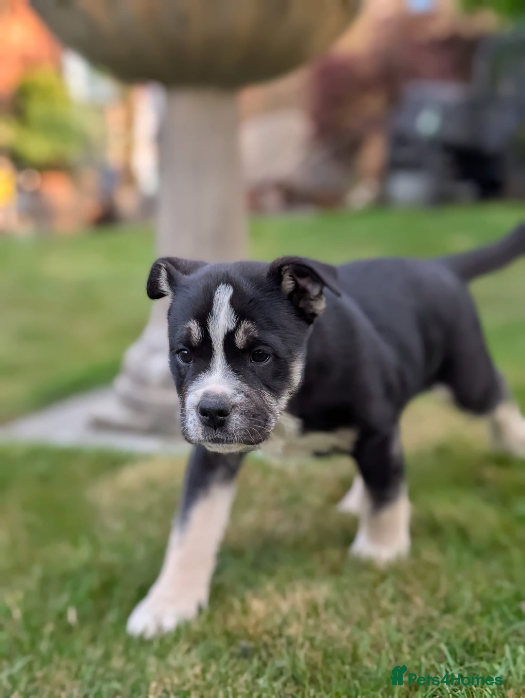 Mixed Breed dogs for sale: Bullimute rare breed ready now  - Advert 22