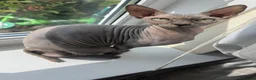 Sphynx cats for sale: Two female Sphynx for sale. Must go together! in Llanelli - Advert 4