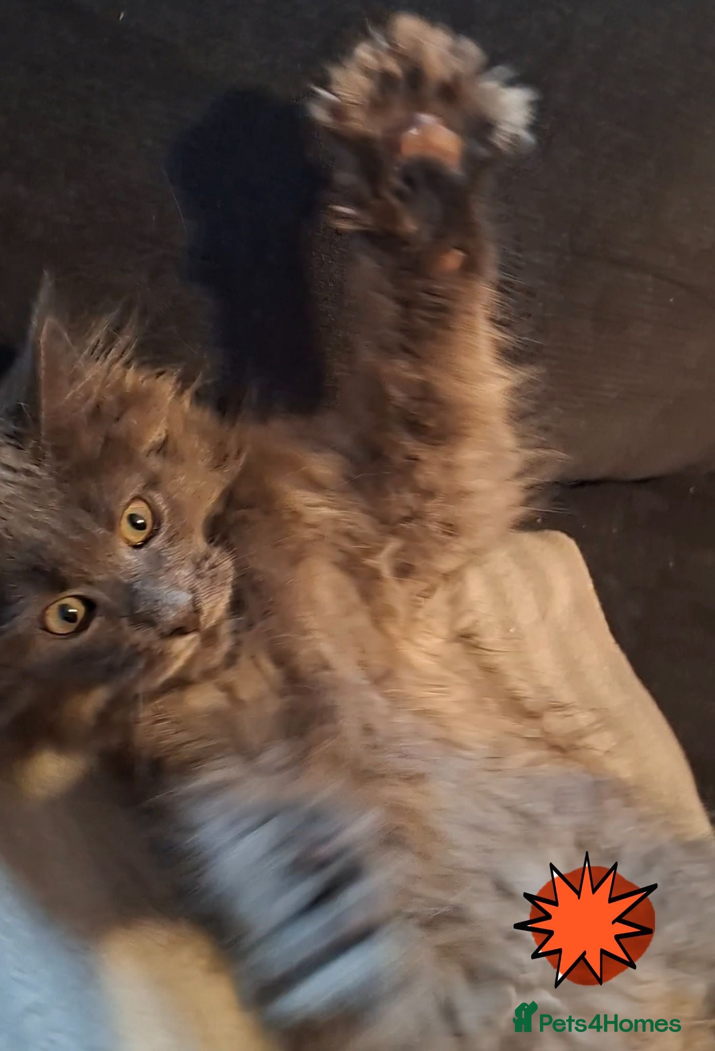 Maine Coon cats Active Maine Coon girl in Manchester - Advert 1