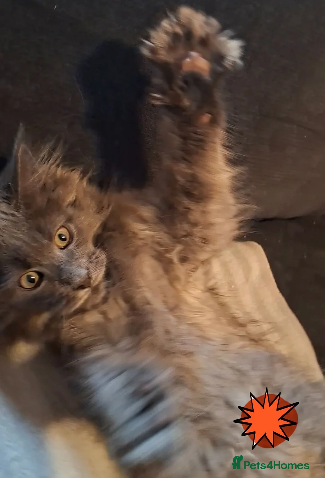 Maine Coon cats for sale: Active Maine Coon girl in Manchester - Advert 2