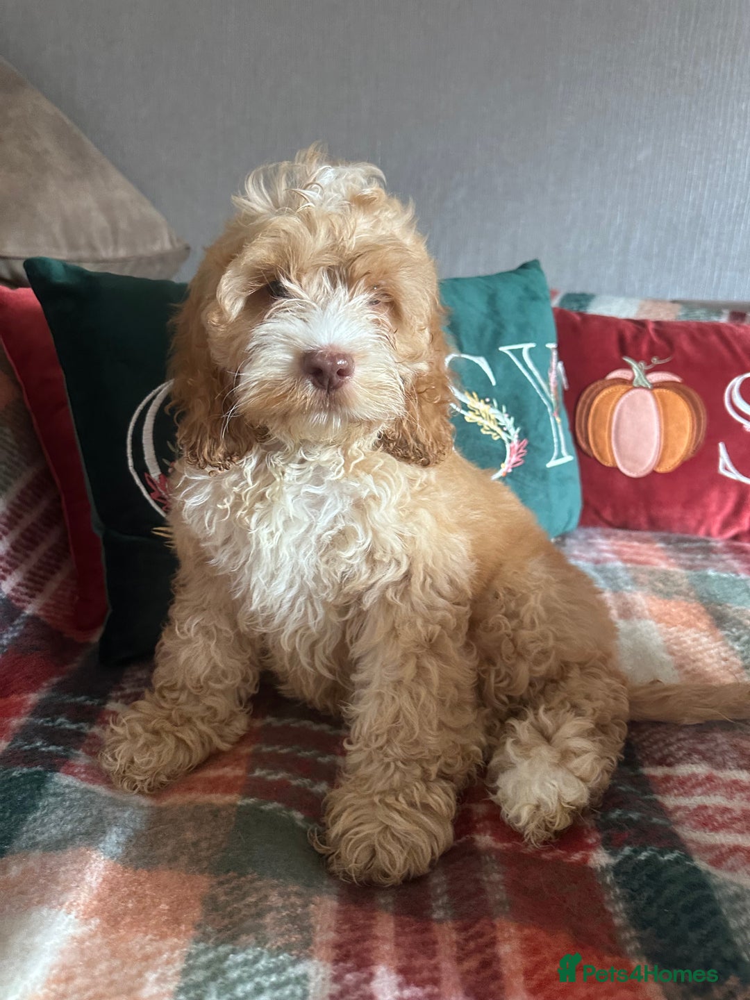 Cockapoo dogs for sale: Stunning cockapoos - Image 8