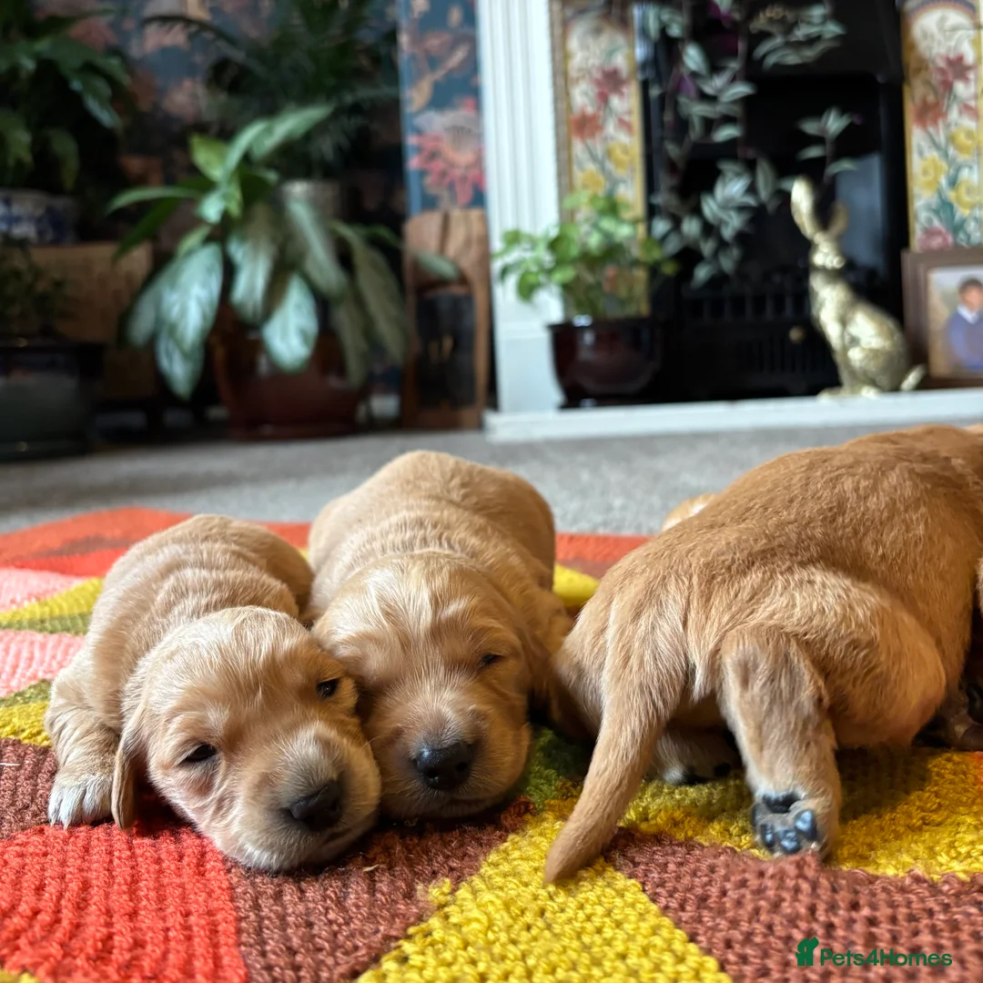 Golden Retriever dogs for sale: FOX RED PUPPIES Golden Retriever KC REG - Advert 18