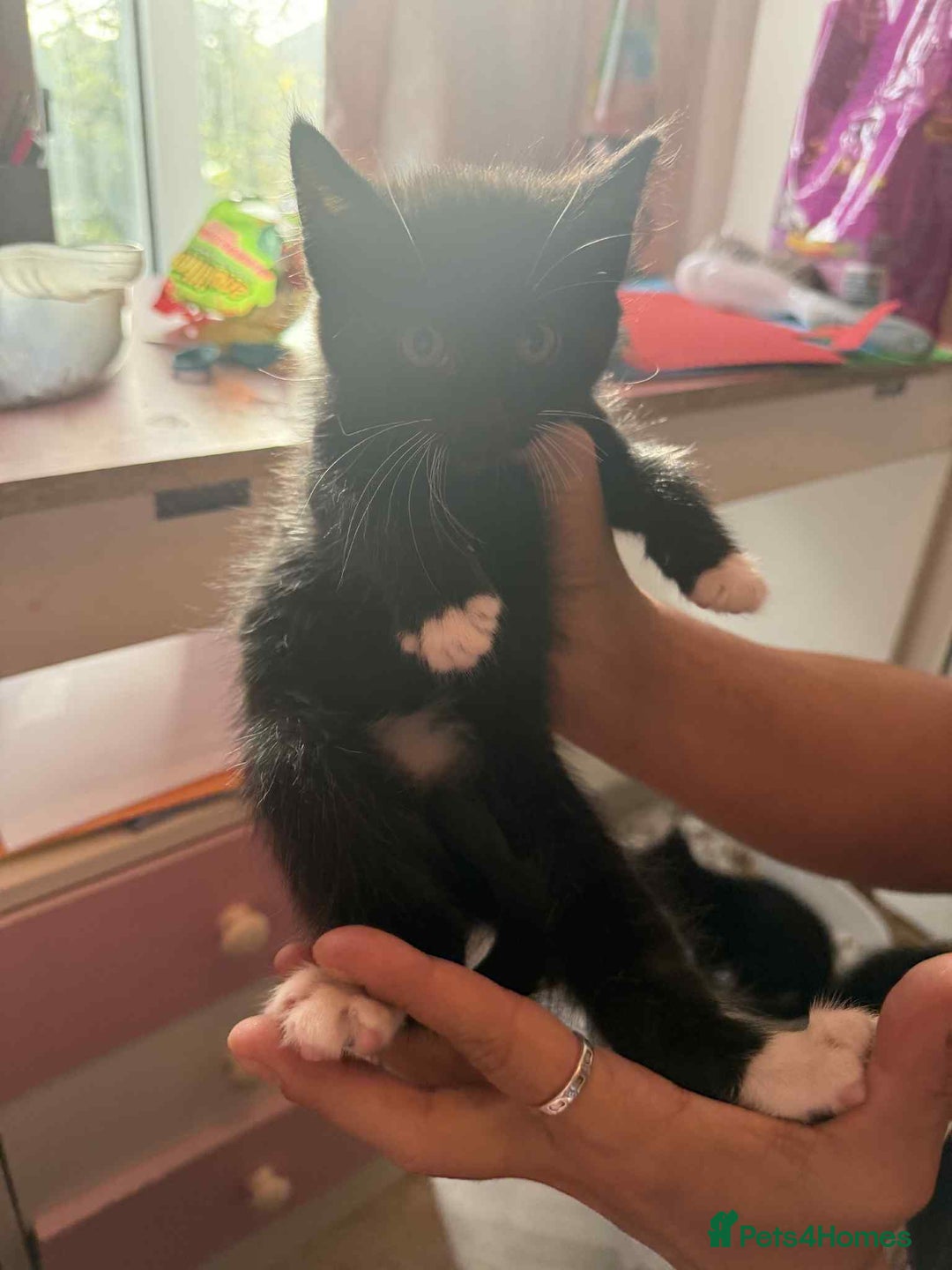 Mixed Breed cats for sale: 6 kittens for sale - Image 13