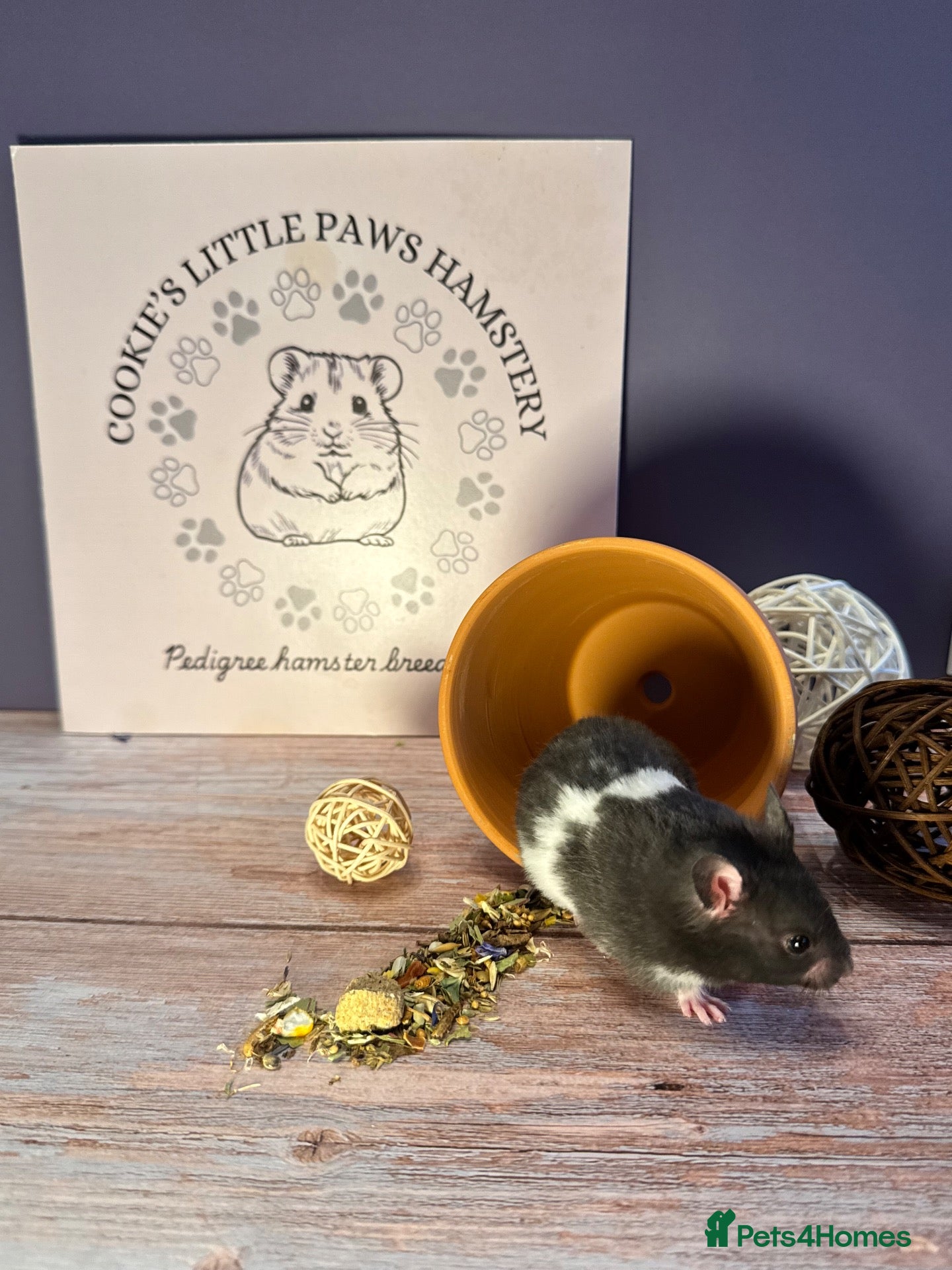Hamster rodents for sale: Pedigree Syrian hamsters  - Advert 2
