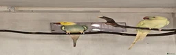 Mixed Breed birds for sale: Alexandraine  - Advert 7