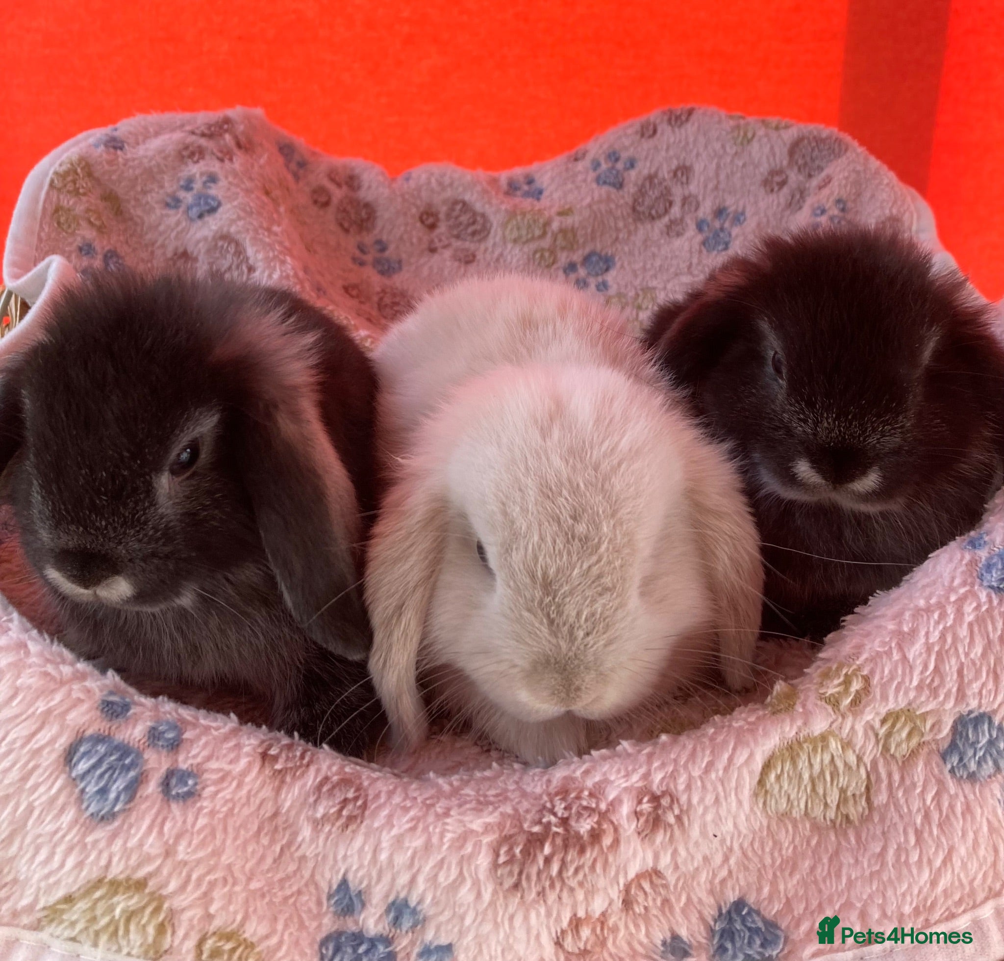 Mini Lop rabbits Adorable pure bred mini lops - Advert 1