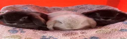 Mini Lop rabbits for sale: Adorable pure bred mini lops - Advert 1