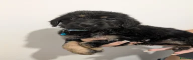 Mixed Breed 1