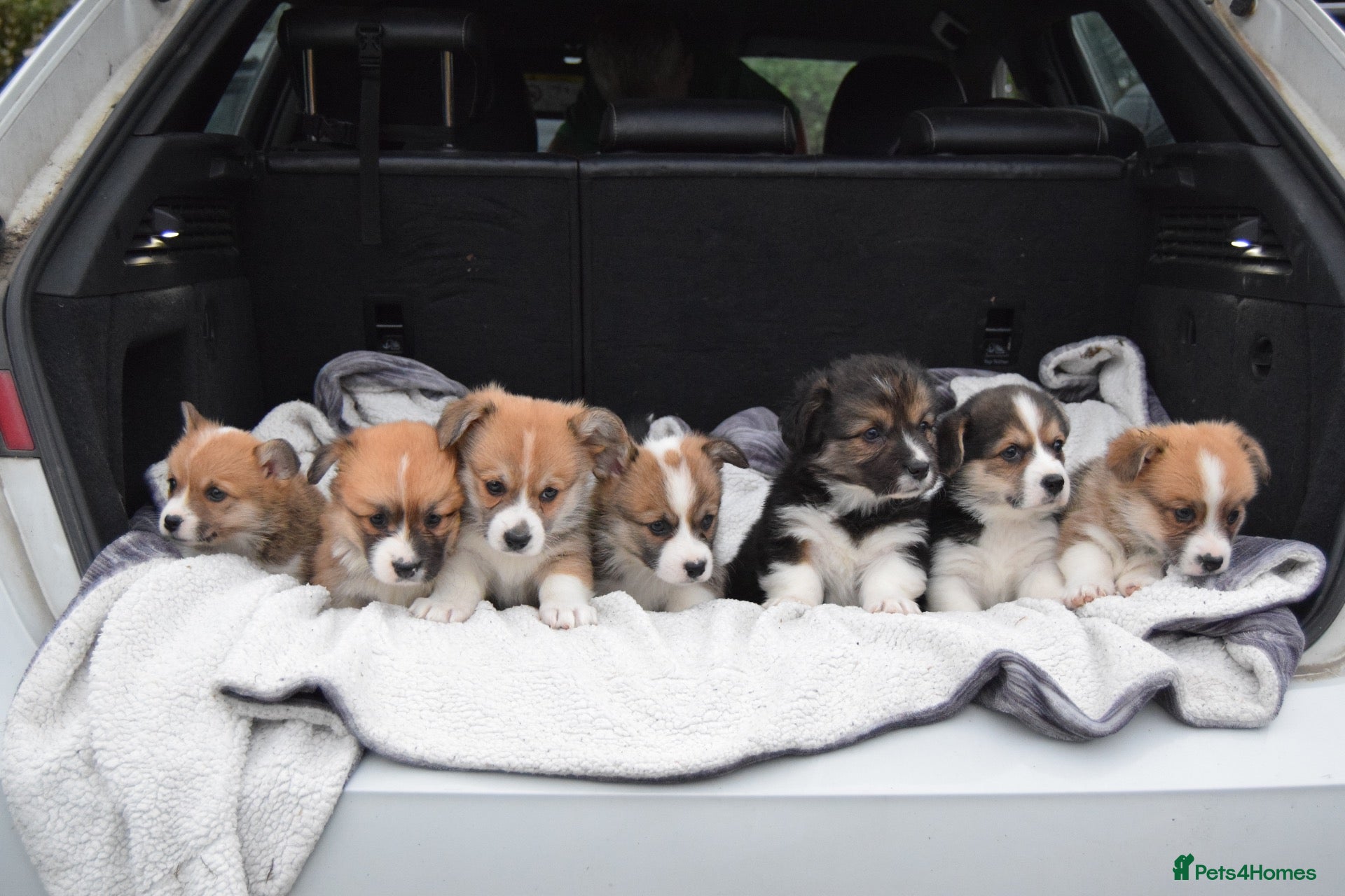 Welsh Corgi Pembroke dogs KC REGISTERED PEMBROKE CORGI PUPS - Advert 13