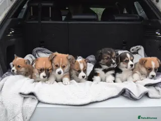 Welsh Corgi Pembroke dogs KC REGISTERED PEMBROKE CORGI PUPS - Advert 1