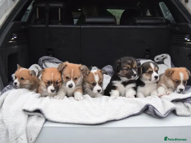 Welsh Corgi Pembroke dogs KC REGISTERED PEMBROKE CORGI PUPS - Advert 1