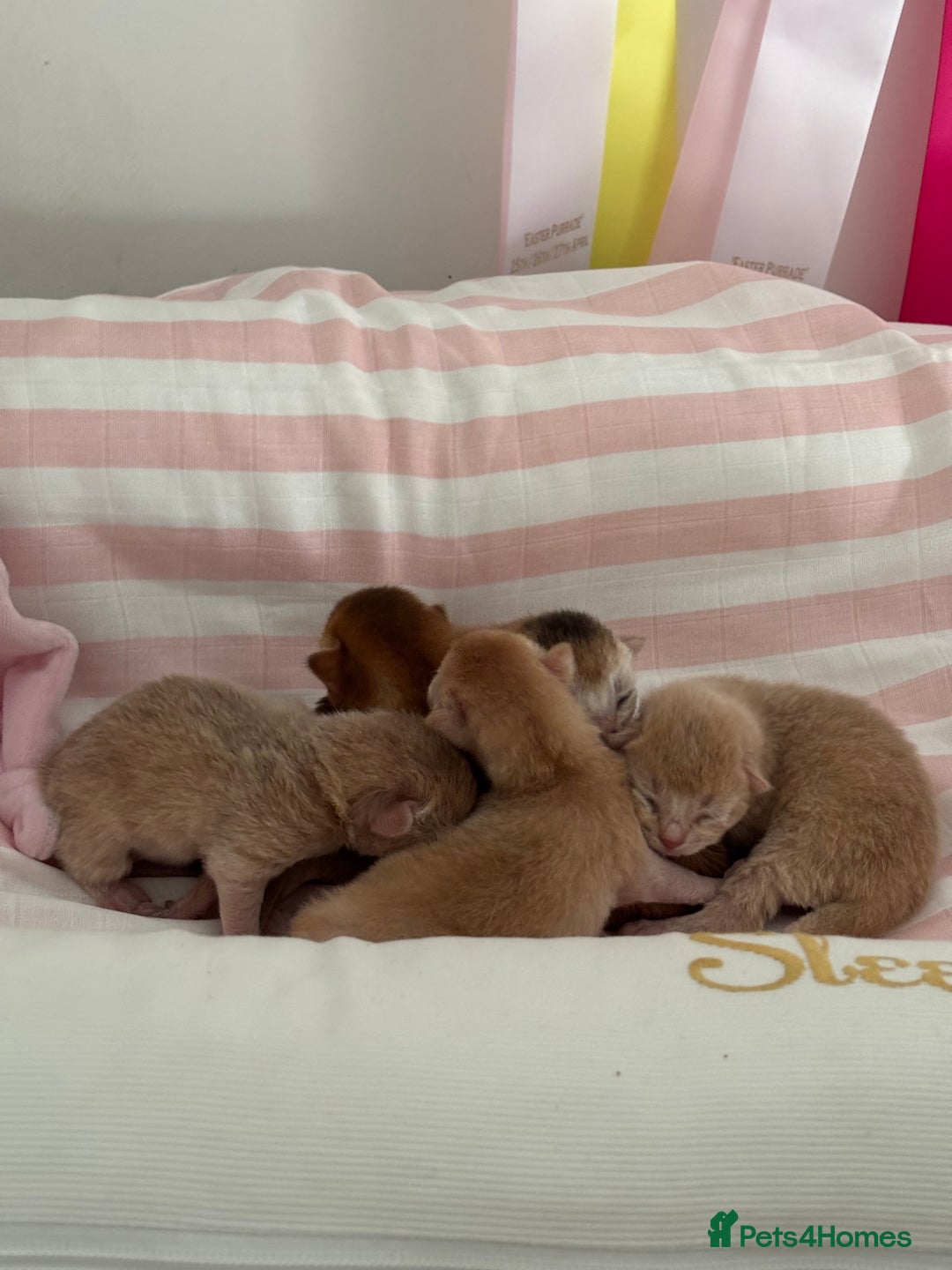 Abyssinian cats for sale: Pure pedigree Tica registered Abyssinian kittens  - Image 3