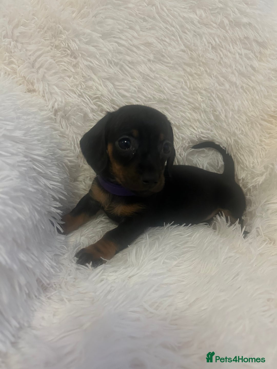 Miniature Dachshund dogs for sale: miniature dachshund puppies - Advert 37
