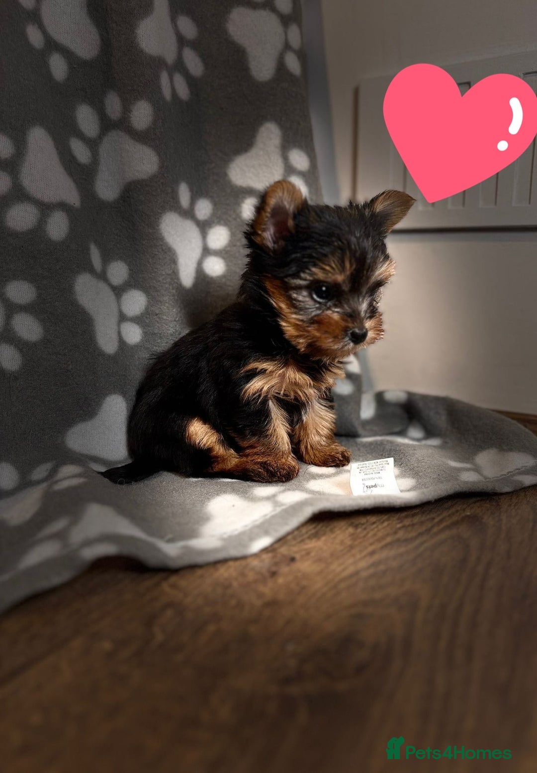 Yorkshire Terrier dogs for sale: Yorkshire terrier puppies for sale - Advert 6