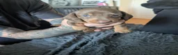 Dachshund dogs for sale: Dachshund puppies! - Advert 4