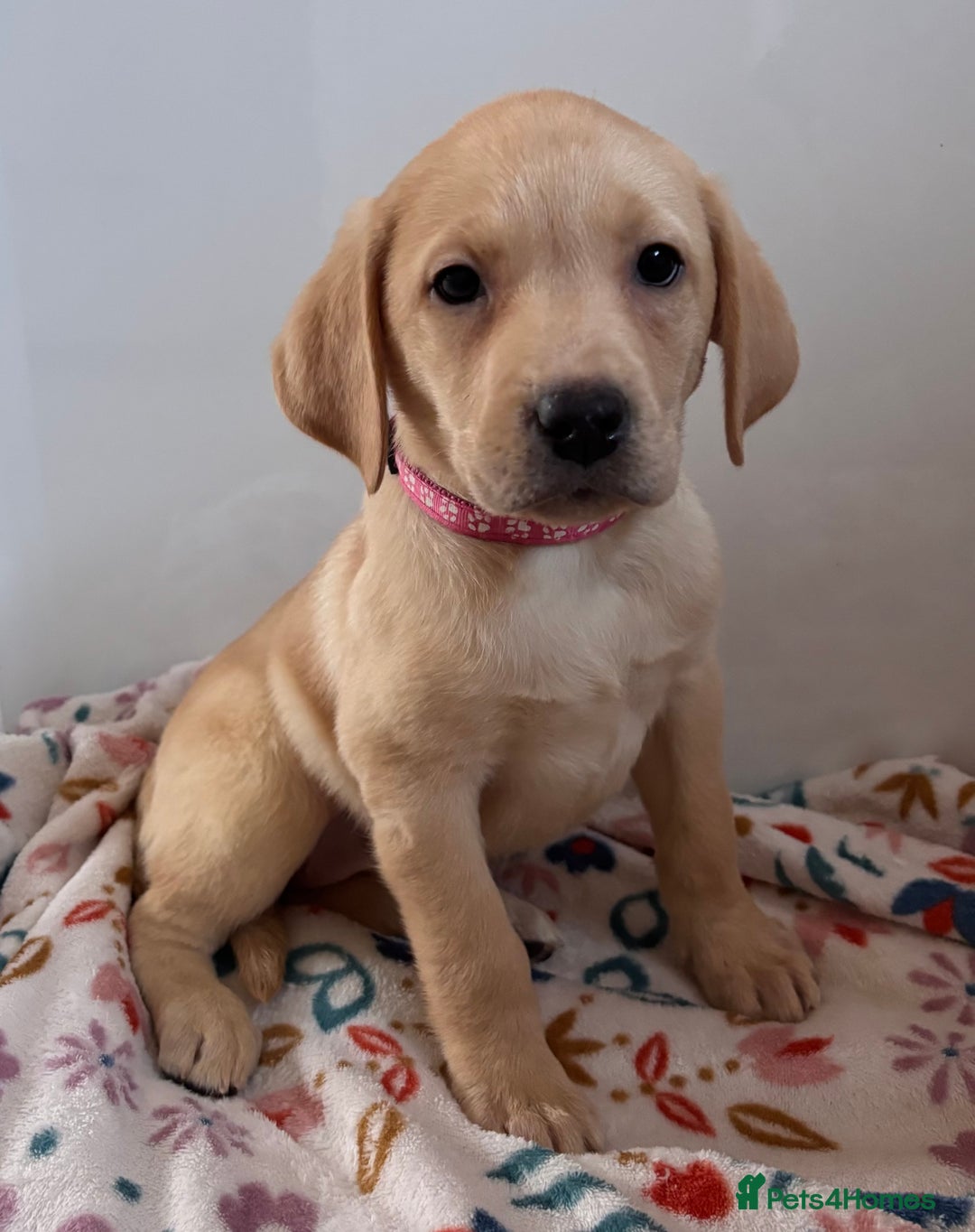 Labrador Retriever dogs for sale: Health tested pedigree labrador puppies - Advert 16