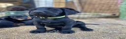 Mixed Breed dogs for sale: Black Labrador puppies - Devon - Advert 7
