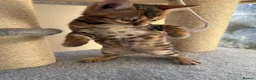 Bengal cats for sale: TICA 🔥 Pedigree health tested 🐾 Bengal Kittens  - Advert 8