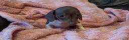 Miniature Dachshund dogs for sale: Beautiful miniature dachshund puppies  - Advert 34