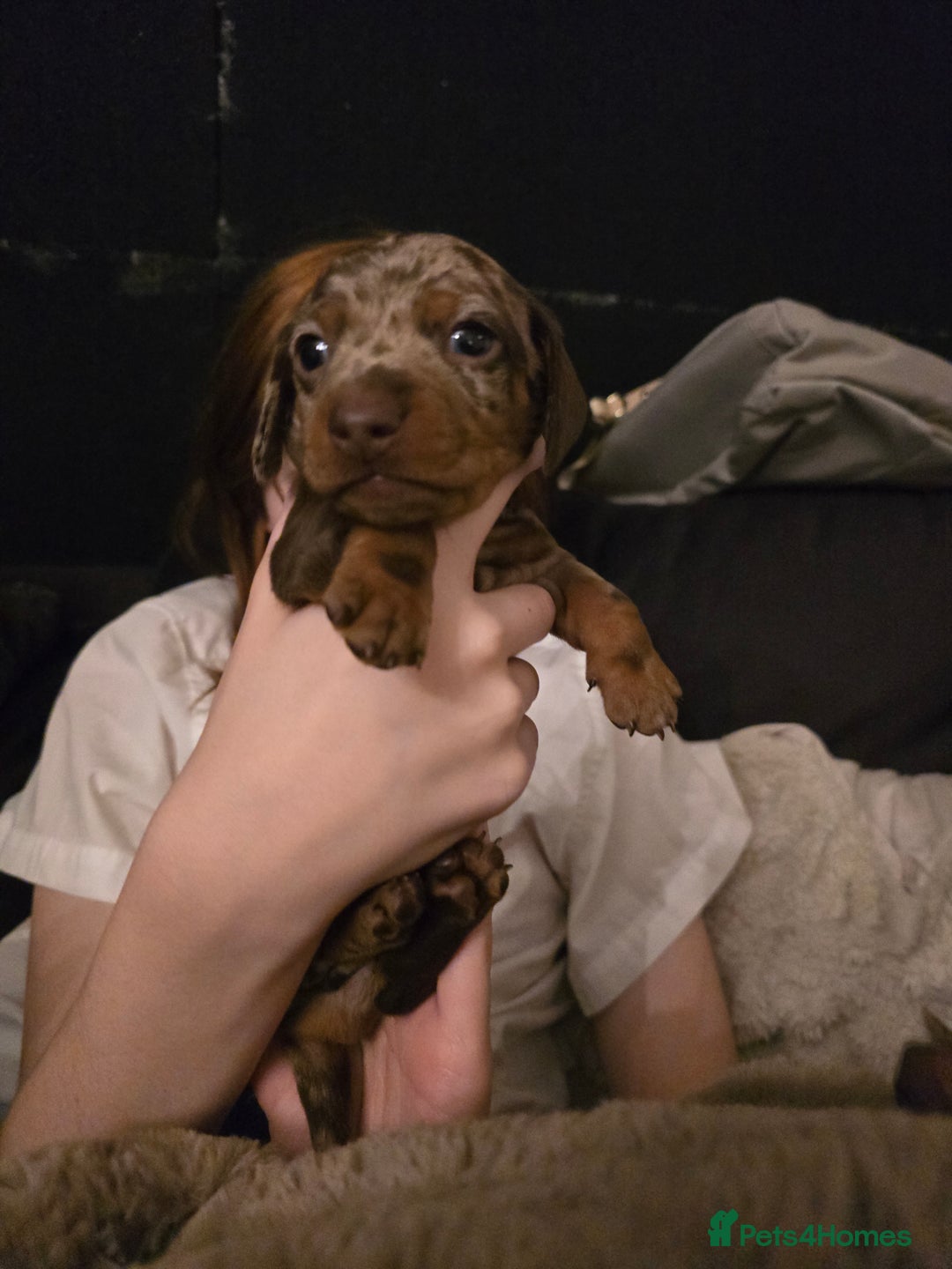 Miniature Dachshund dogs for sale: Gorgeous chocolate dapple miniature dachshunds - Advert 11