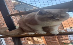 British Shorthair cats for stud: GCCF Champion Cream bicolour BSH Blood Group B  in Malvern - Image 4