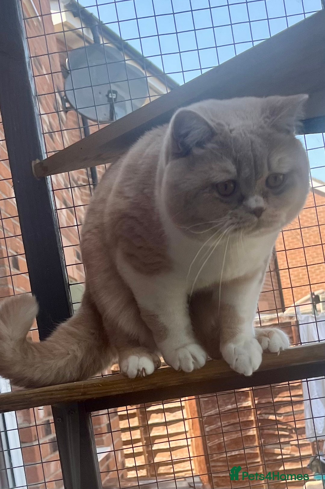 British Shorthair cats for stud: GCCF Champion Cream bicolour BSH Blood Group B  in Malvern - Image 4