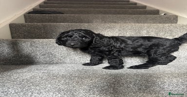 Mixed Breed dogs - Advert 11