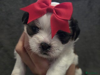 Shih Tzu dogs Small beautiful Shih tzu puppies - Advert 16