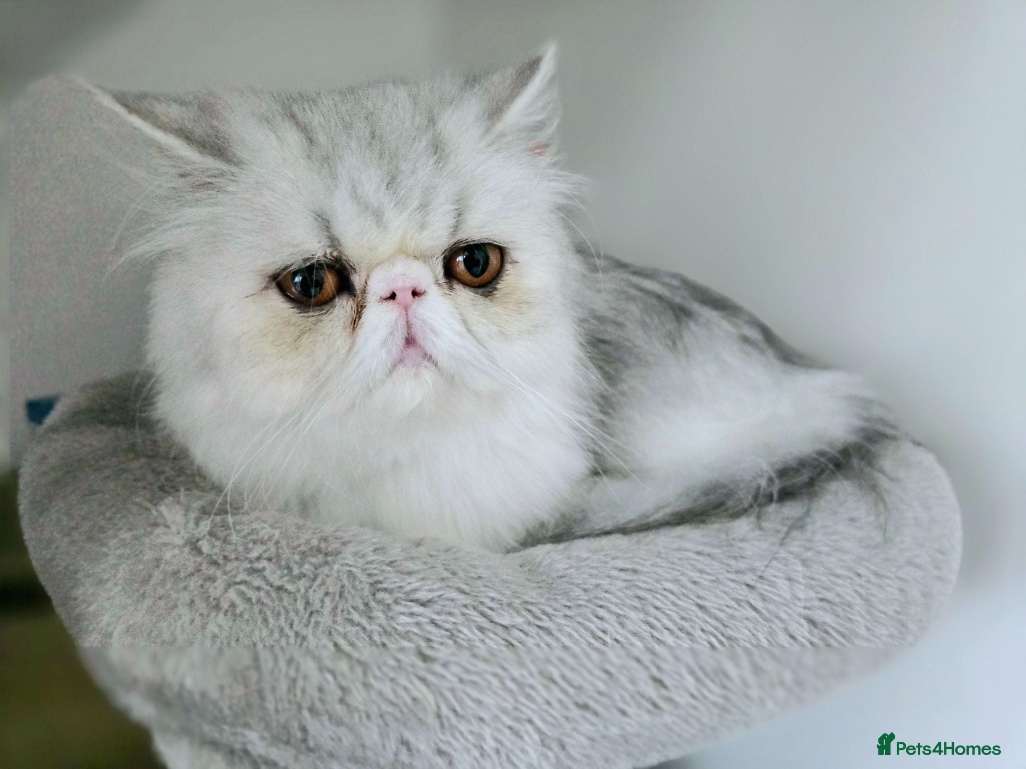 Persian cats Persian Kittens Extreme Punch Face – Bi-Color GCCF - Advert 1