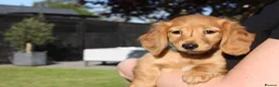 Miniature Dachshund dogs for sale: READYNOW KC cream L/H Health tested Mini Dachshund - Advert 15