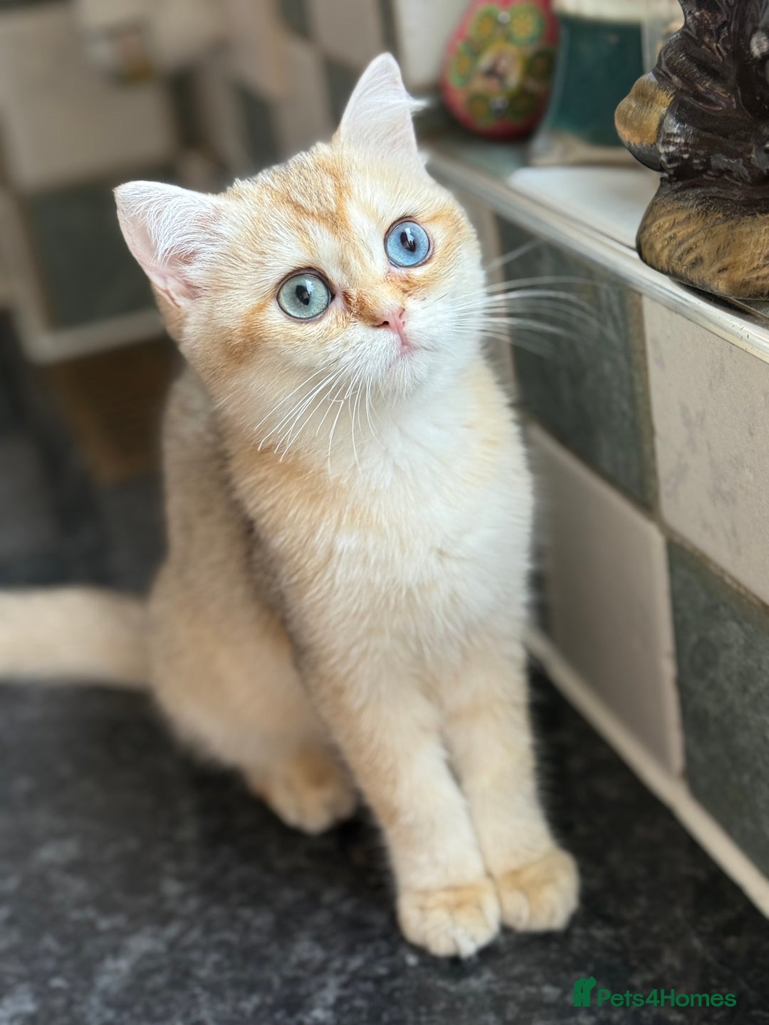 British Shorthair cats for sale: GCCF reg BSH Last Black Golden Odd Eyes Female in London - Image 30