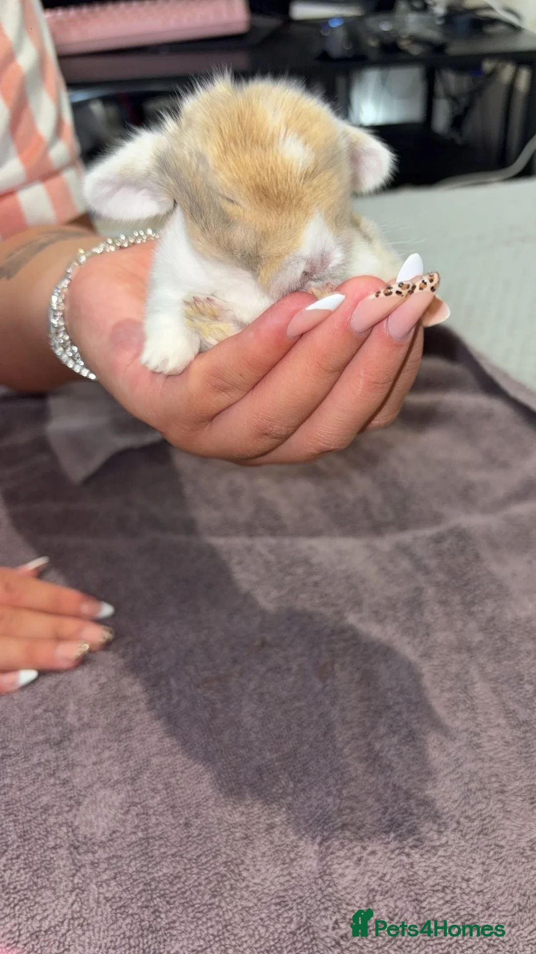 Mini Lop rabbits for sale: Mini lion lop & mini loop - Advert 2