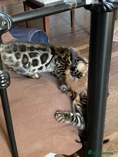 Bengal cats  2 Stunning Full Pedigree Rosetted Bengal Kittens - Advert 17