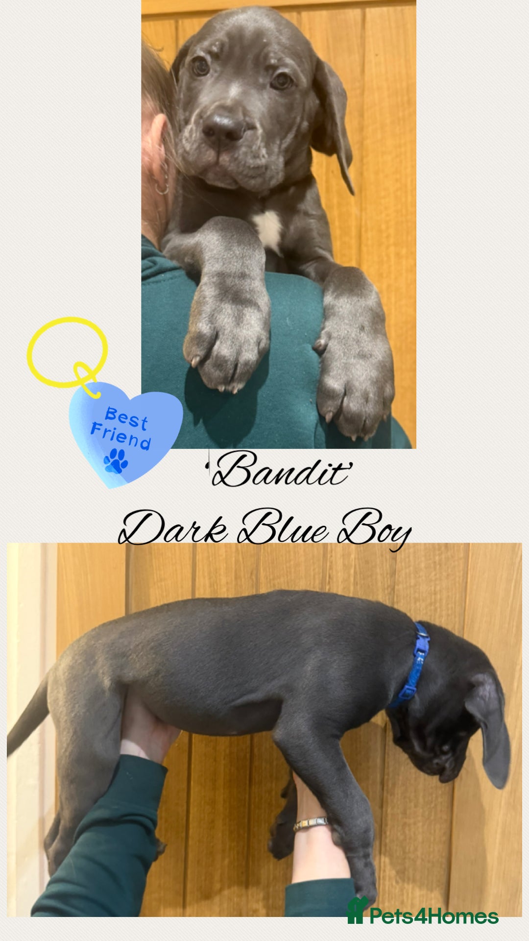 Cane Corso dogs for sale: 💎STUNNING Cane corso puppies 💎 - Advert 14