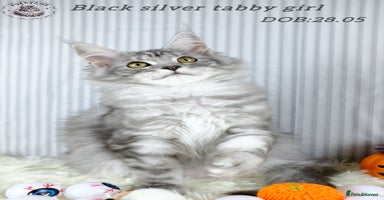 Maine Coon cats - Advert 3