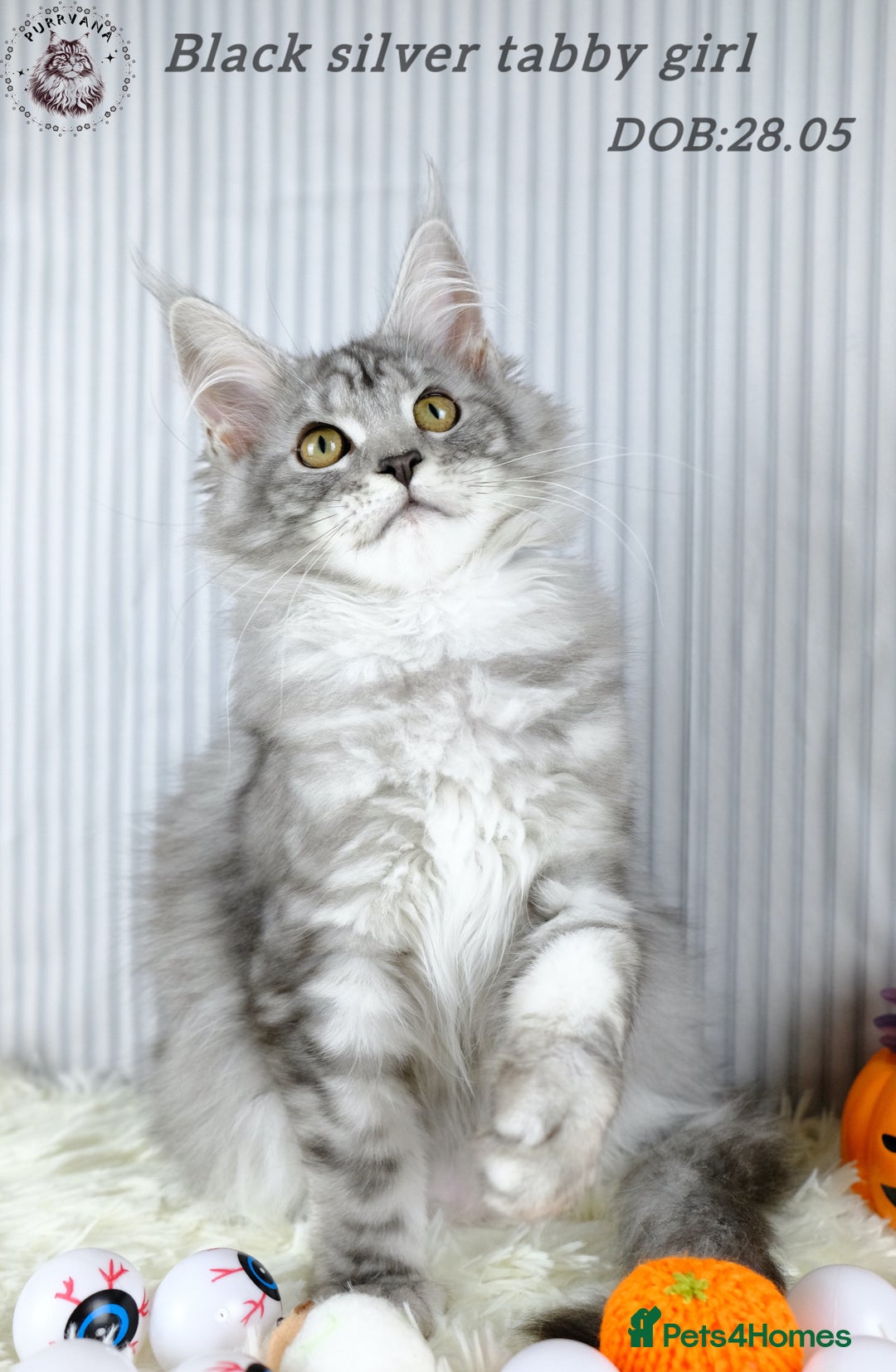 Maine Coon cats for sale: TICA registration Maine coon kittens Ready to go - Image 1