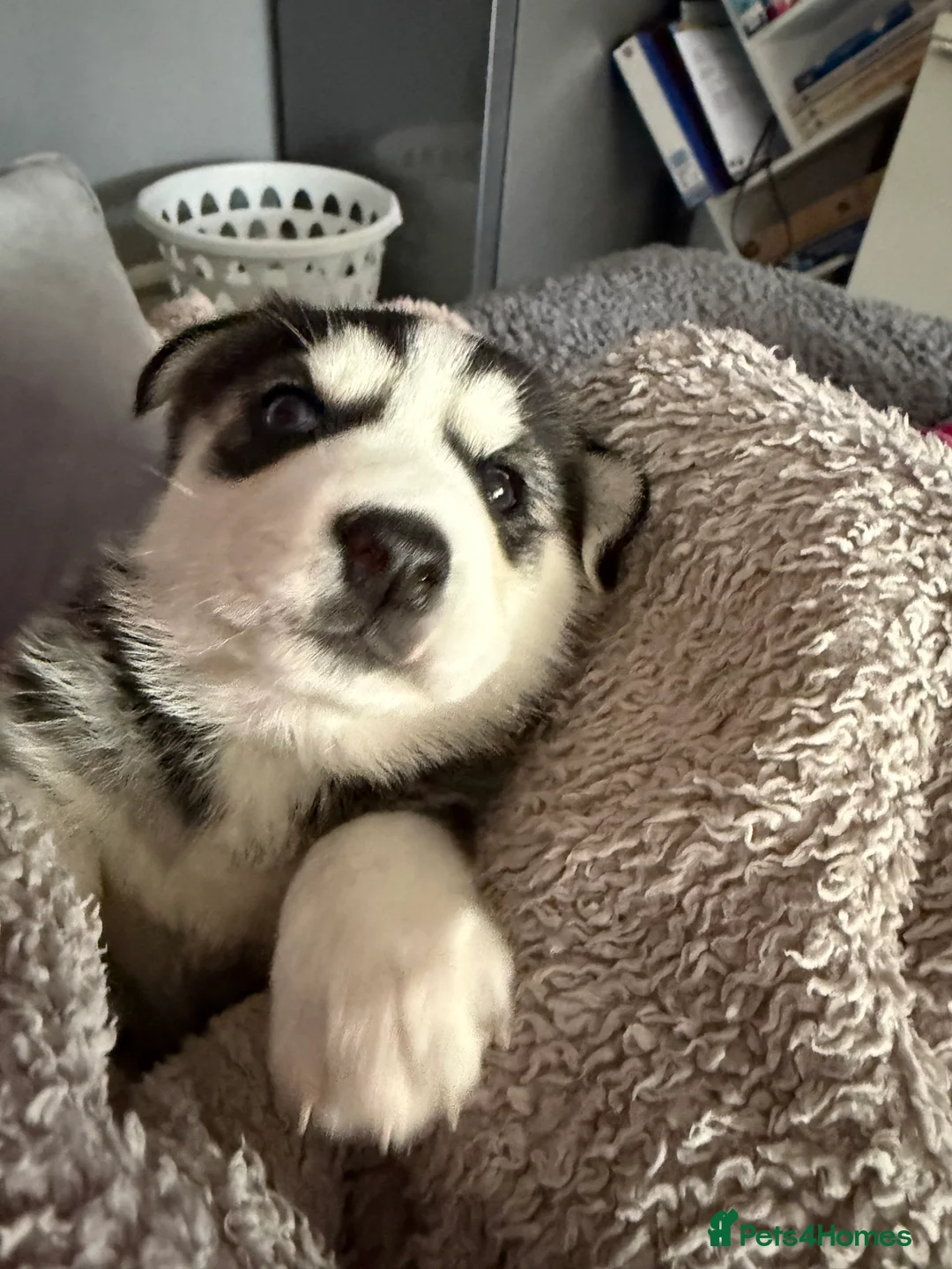 Siberian Husky dogs for sale: Gorgeous, Healthy & Fully Insured Siberian puppies in Stanmore - Advert 8