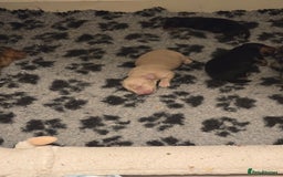 Miniature Dachshund dogs for sale: Long haired Miniature Dachshund - Advert 3