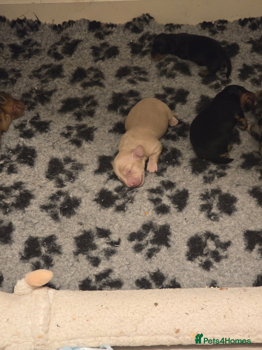 Miniature Dachshund dogs for sale: Long haired Miniature Dachshund - Advert 3